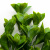 Трава искусственная -1, шт (эвкалипт лист 32 см/8 см)				 - купить в Новочеркасске. Цена: 169.93 руб.