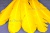 Декоративный Пучок из перьев, перо 23см/желтый - купить в Новочеркасске. Цена: 12.19 руб.